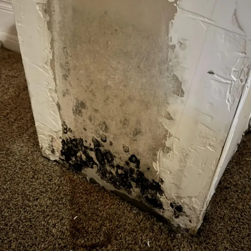 Professional Mold Removal in Penn Valley, CA